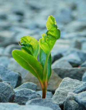 Plante qui sort des cailloux